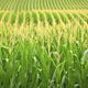 Illustration for article titled Monsanto Develops Hardier Strain Of Corn That Yields 4 Times Normal Litigation